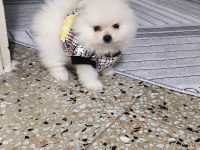 Pomeranian boo yavrularım