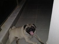 Erkek PUG