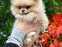 Şecereli pomeranian belgeli bebekler