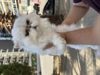 Persian Erkek Ücretsiz Sahiplendirme