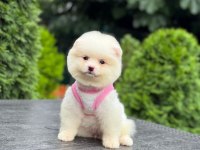 Sevimli Pomeranian Boo Köpekler