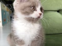 British shorthair lilac bi color erkek yavru