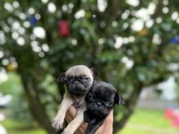Pug Mops yavrular
