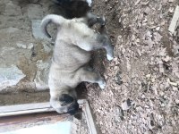 Orjinal Has Kangal Yavruları