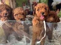 IRK VE SAĞLIK GARANTİLİ KISA BACAK TEACUP POODLE YAVRULAR