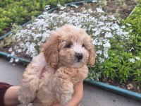 2 AYLIK MALTİPOO