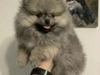 Pomeranian Erkek