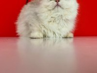 Zümrüt Yeşili Göz Özel Renk Safkan British Longhair