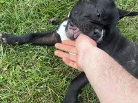 Uyguna 5 Aylık Fransız Bulldog