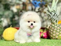 Safkan pomeranian yavruları