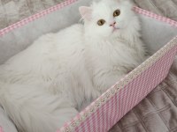 7 aylık british longhair