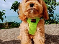 Toy poodle