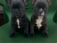 A Kalite French Bulldog Yavrular