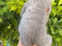 Full aşılı erkek scottish fold