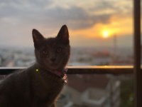 British shorthair acil