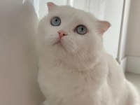 Nazar Boncuğu Scottish Fold