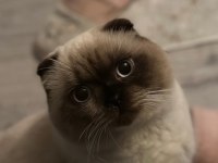 Sakin ve akıllı 1 yaşını tamamlamış blue point scottish fold