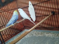 Güzel Muhabbet Kuşlar