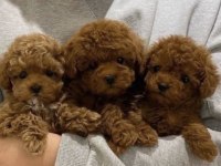 Toy Poodle Köpekler