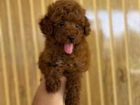 Toy Poodle Referans Yavru