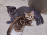 Golden tabby british shorthair erkek 1 yaşında