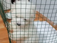 Maltese Terrier 1,5 Aylık