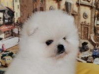 Pomeranian Boo Yavrularımız