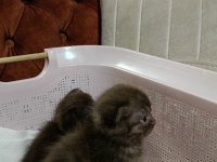 British shorthair ponçikler ilanda iyi aile arıyorum