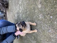 A kalite Sıfır Burun Gül kuyruk Yellow Pug mops 6 aylık