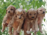 Show kalitede Cockapoo Yavrular