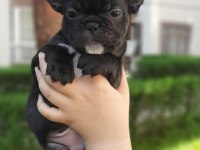 French bulldog