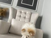 Uyguna tahin nedeniyle orjinal pomeranian