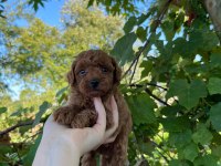 Poodle yavrularımız teslime hazır kalitenin tek adresi