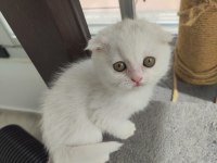 Yavru cins kedi uygun puanlı
