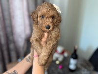 Toy Poodle 15 aylık yavrular