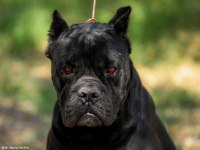 Irk garantili A şecere belgeli cane corso