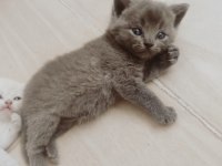 Yavrular Yeni Yuvalarına Hazır