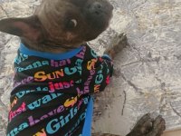 2 yaşında dişi french bulldog