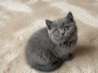Muhteşem British Shorthair Blue ve Blue Point yavrular