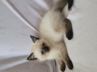Güzel british shorthair yavrular
