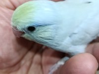 Gökkuşağı turkuaz erkek cep papağanı