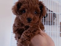 Kore Poodle Yavrum A Plus