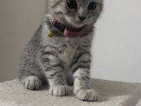 Minik scottish fold yavru yuvasını arıyor