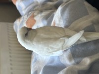 Albino muhabbet kuşu
