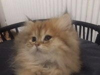 British Longhair Golden