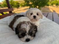 Açık Renk Ve Trecolor Shih Tzu Bebekler Sun Kennels
