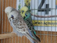 Yavru Show Jumbo Muhabbet Kuşlar