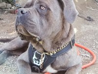 Cane corso 1.5 yaşında erkek