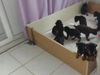 Doberman Yavrular Irk Sağlık Garantili