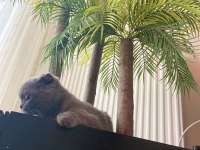 Scottish fold kedim 1 buçuk yaşındadır bir kez doğum yaptı